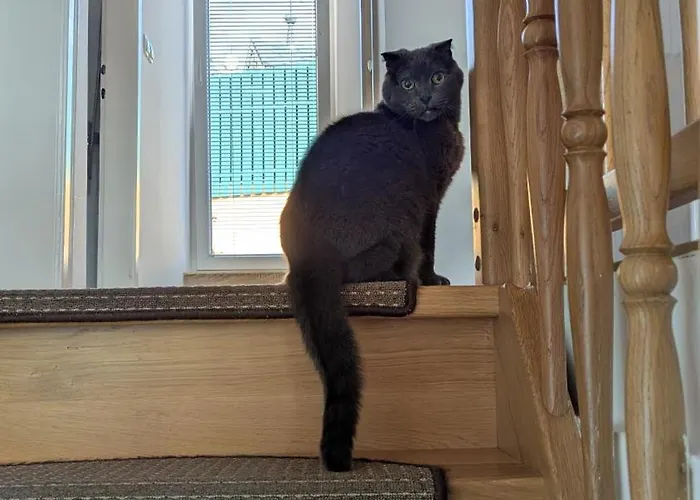 Privat bolig Cozy In The Center Of By The #1 *